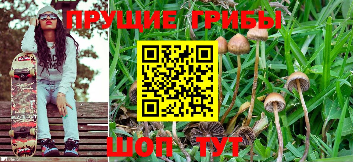 Сокол  Псилоцибиновые грибы ЛСД  сколько стоит  Галлюциногенные грибы Cubensis  Вход с VPN 